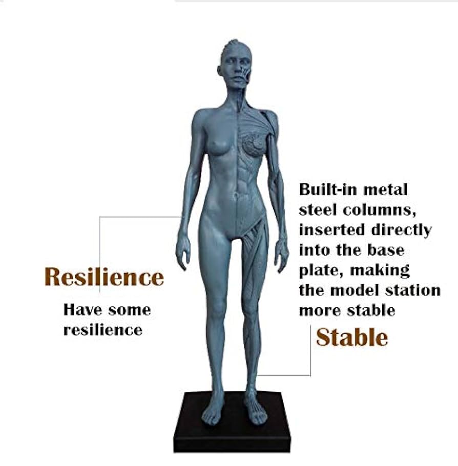 3dtotal Anatomy: female figure 美品 Amazon.com: 3dtotal Female Anatomy Figure: 10.5-inch